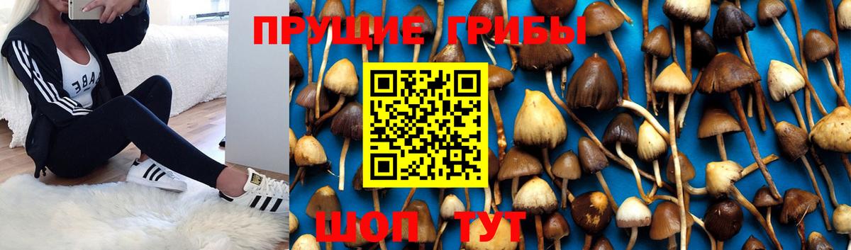Куйбышев  Галлюциногенные грибы GOLDEN TEACHER  Псилоцибиновые грибы Psilocybine cubensis  Вход с VPN 